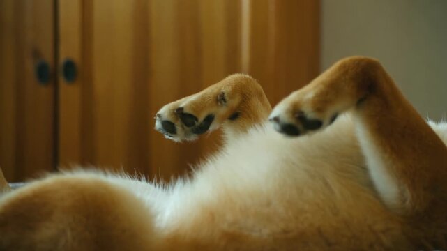 Adorable shiba inu dog lying on back enjoying relaxing belly rub from owner, showing trust and contentment in cozy indoor setting with its paws up in air. Adorable shiba inu dog enjoying belly rub