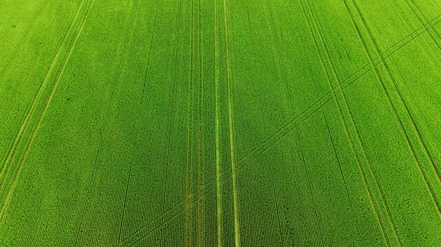 Uniform lime-green cereal fills entire frame with precise parallel rows and faint diagonal track lines crossing the surface. Top down view of lush green wheat field rows near Burgas