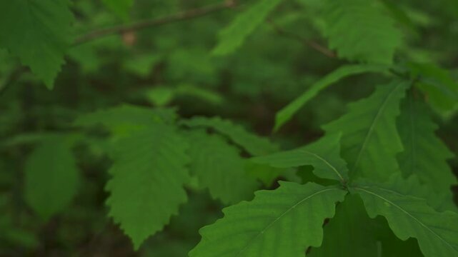 Young saplings in an early summer forest