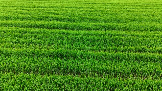 Drone angle shows concentric curved tire impressions across uniform vivid-green wheat; no sky visible, full-frame crop texture with organic curves.