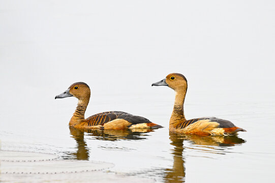 Lesser Whistling Duck (Dendrocygna javanica) find food in swamp,thailand