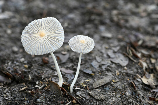 Japanese Umbrella Mushroom ( Parasola plicatilis ) on ground close up, mushroom in thailand