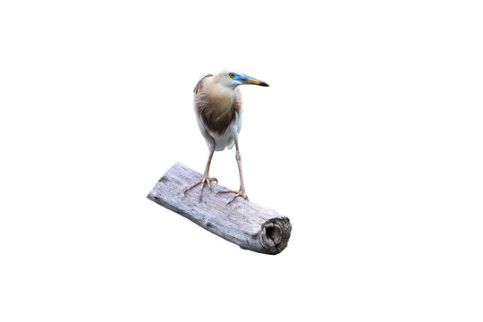 Javan Pond Heron  ( Ardeola specious ) on white background,bird isolated