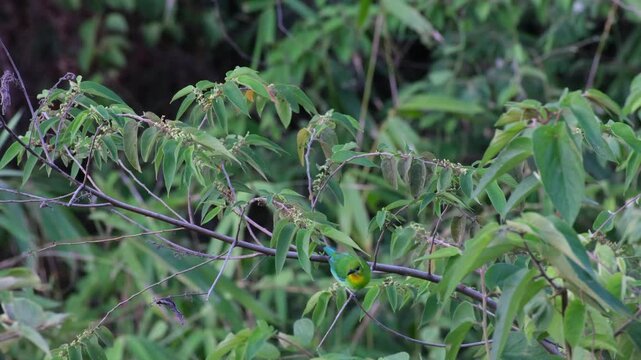 Yellow-Throated Leafbird Entry Hop And Takeoff In Tropical Forest Canopy, Palawan Philippines