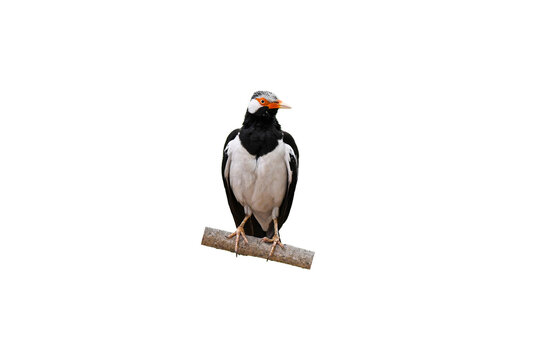 Asian Pied Starling ( Sturnus contra) on white background,bird isolated