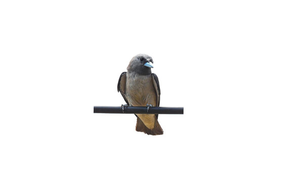 Ashy Woodswallow ( Artamus fuscus )  on white background,bird isolated