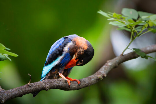 Cute Javan Kingfisher bowing and preening its feathers on a tree branch in Carita