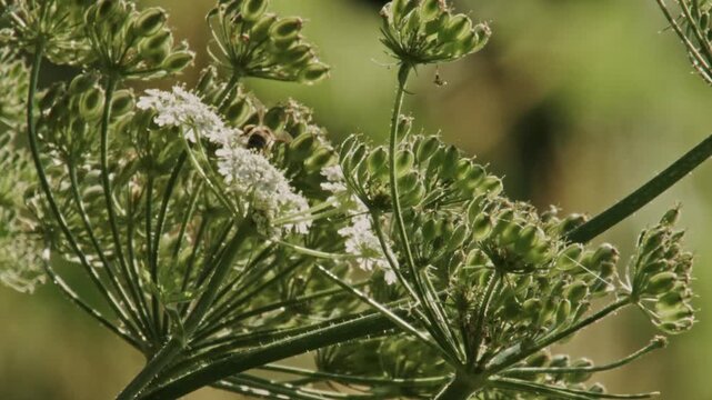 bee on umbel flower with blossoms and seed heads in summer light