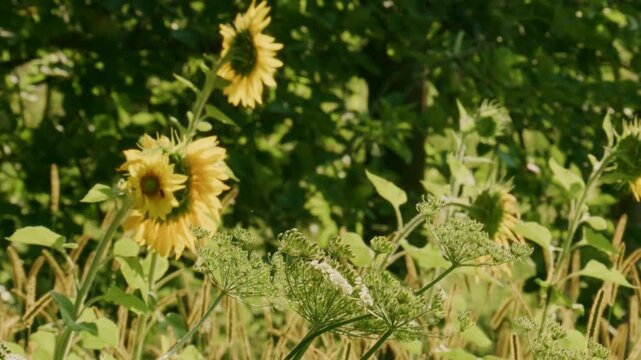 honey bee visiting umbel flower with blooms and seeds