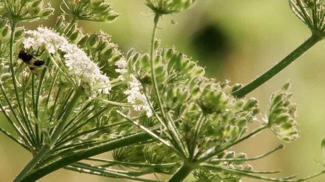 hoverfly feeding on white umbel flower in summer