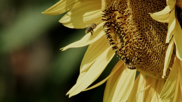 close-up of bee on blooming sunflower, side view
