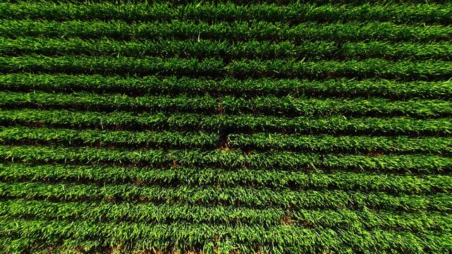 Dense green wheat blades arranged in deep horizontal bands with strong contrasting shadows between rows. High angle abstract texture of fresh green cereal crop rows
