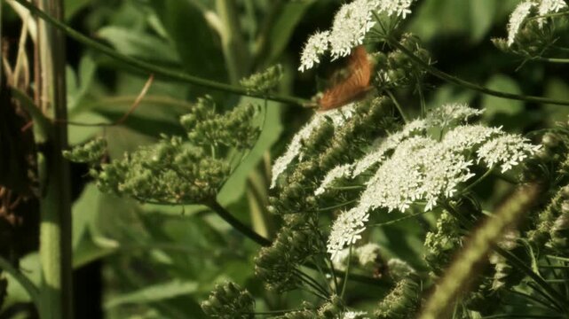 butterfly and pollinators feeding on white umbel flower in slow motion