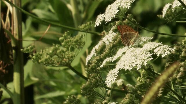 butterfly and pollinators feeding on white umbel flower in slow motion