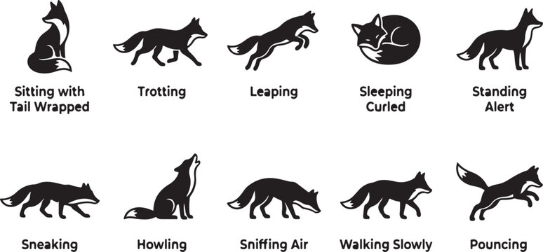 Black wolf in various poses and activities sitting