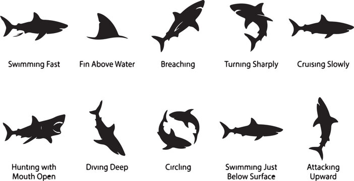Dolphin behaviors: swimming, breaching, diving, and hunting actions