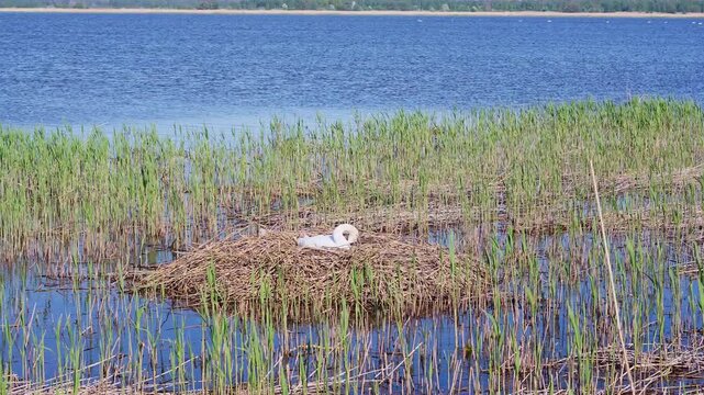 White Mute Swan Resting on a Nest in the Reeds of a Blue Lake