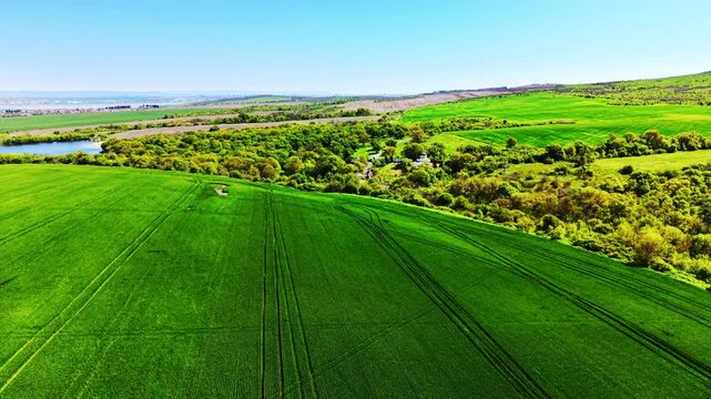 Rows of green wheat heads and narrow blades reach toward clear azure sky with no other elements in view. Elevated landscape of rolling green fields and distant Mandra Lake