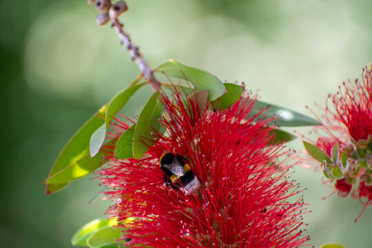   A Buff-tailed bumblebee (Bombus terrestris) seen on a Bottlebrush (Callistemon citrinus) flower in Besalu, Spain.