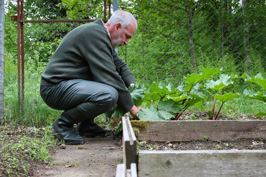 Man harvesting rhubarb in a Swedish forest garden. Perfect for off-grid living, homesteading, self-sufficiency, nordic lifestyle, sustainable agriculture and scandinavian wilderness concepts.
