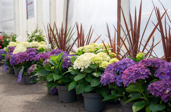 Blooming hydrangea flowers in colorful garden pots inside modern greenhouse nursery during spring season