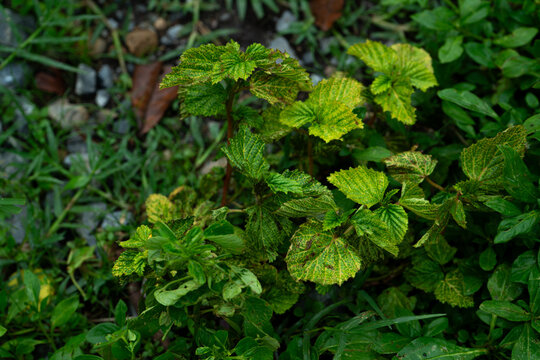 Variegated Green Leaves in a Garden Setting