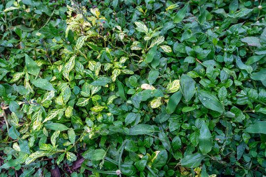 Lush Green and Variegated Ground Cover with Water Droplets