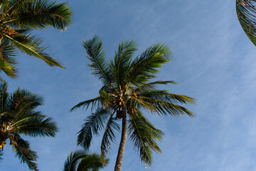 Obraz premium Tropical Coconut Palms Under a Blue Sky