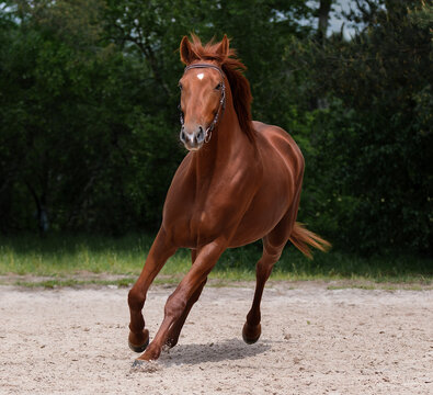 Trakehner horse. Horse run gallop in sand. A red thoroughbred sports mare. Summer light. Front view. Equestrian sport