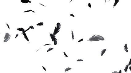Feathers Falling on Black Background © Anh