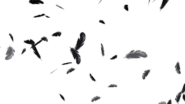 Feathers Falling on Black Background