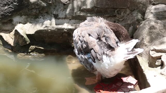 lose-up of a fluffy  swan resting on a rock by the water.