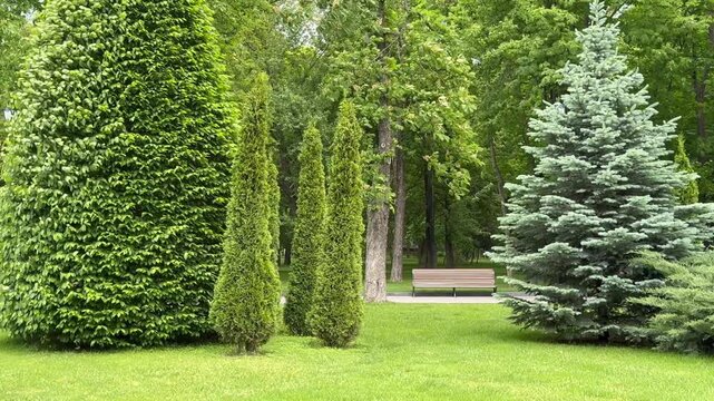 green tree in garden