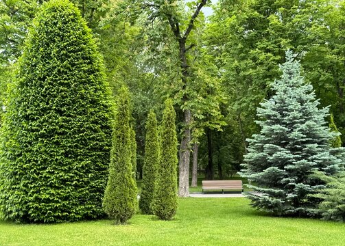 green tree in garden