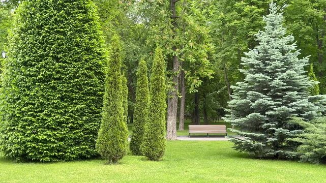 green tree in garden