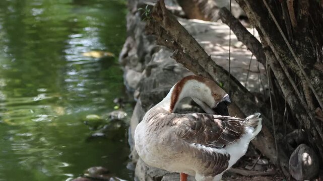 close up of the goose/swan