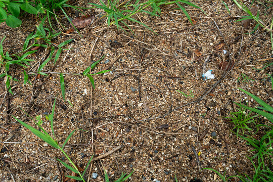 Natural Ground Texture with Sand, Pebbles, and Green Grass