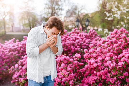 Man outdoors sneezing into a tissue due to spring allergy season and hayfever. He reacts to pollen from the vibrant pink blooms and flowers.
