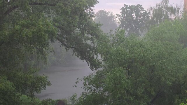 Rain against the background of developing trees in the park. The falling drops are depicted by straight line segments.