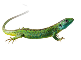 Naklejka premium Isolated vibrant green lizard with long tail, elegant pose, beautiful reptile in full length.