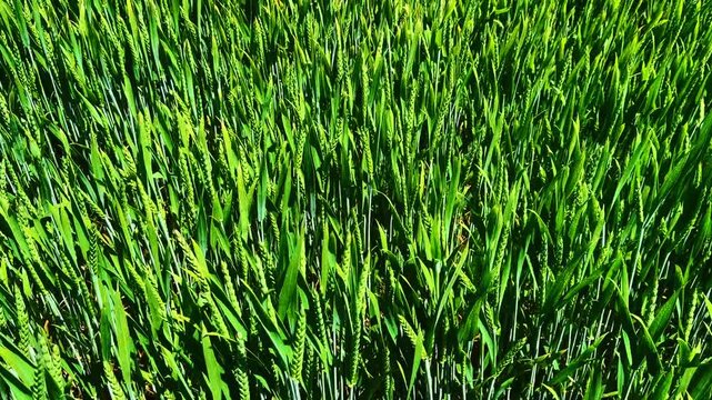 Tightly packed vivid green wheat blades and forming ears lit by direct sun, strong shadows show plant density and texture. Close up view of young green wheat ears growing in field