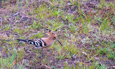 Eurasian hoopoe (Upupa epops) foraging on the ground in the spanish countryside near Besalu, Spain. © Frank Goma