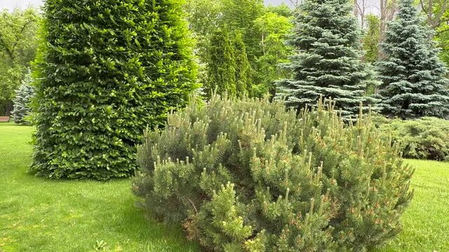 A beautifully manicured lawn and park in summer.