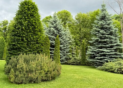 tree in garden