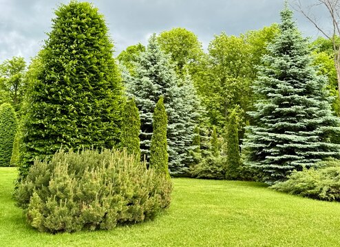 trees in the garden