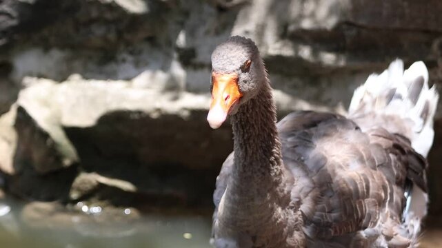 close up of the goose/swan