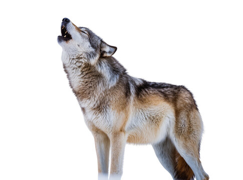 Isolated majestic grey wolf howling with fierce expression, powerful wild animal predator