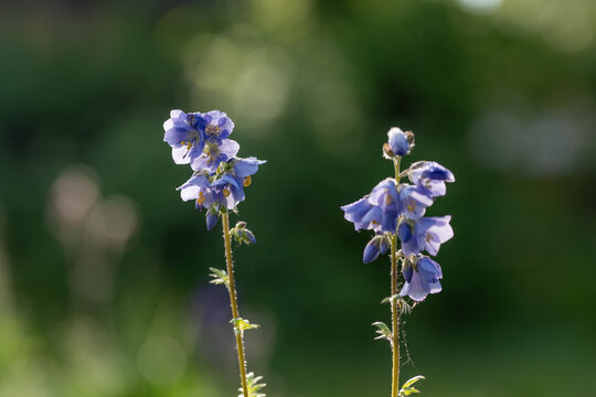 Macro photography of blue polemonium caeruleum flowers in a garden, close up of jacobs ladder blossoms with yellow stamens on blurred green background