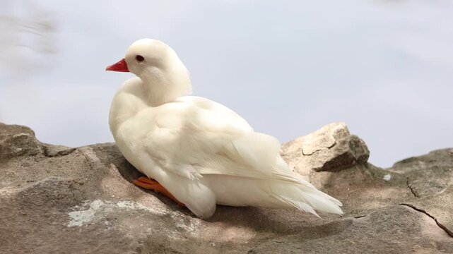 close up of a white goose/duck