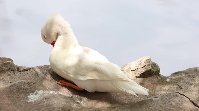 close up of a white goose/duck